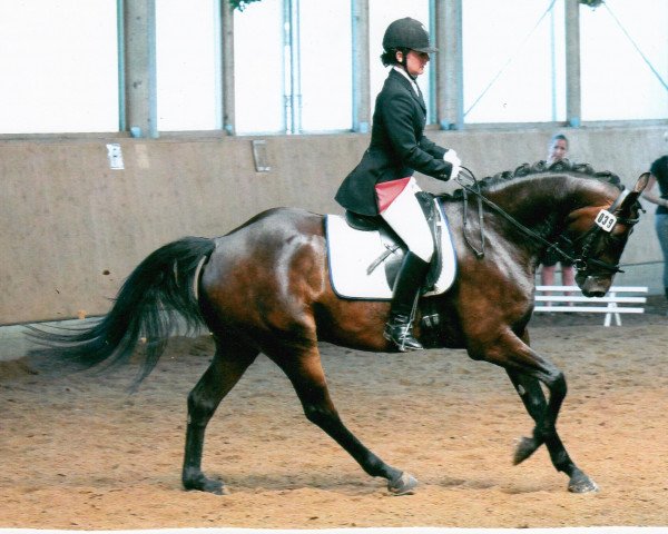 dressage horse Cam' Ron MW R (Westphalian, 2003, from Charming 8)