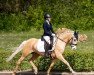 dressage horse Calypso 516 (German Riding Pony, 2016, from Can Dance 3)