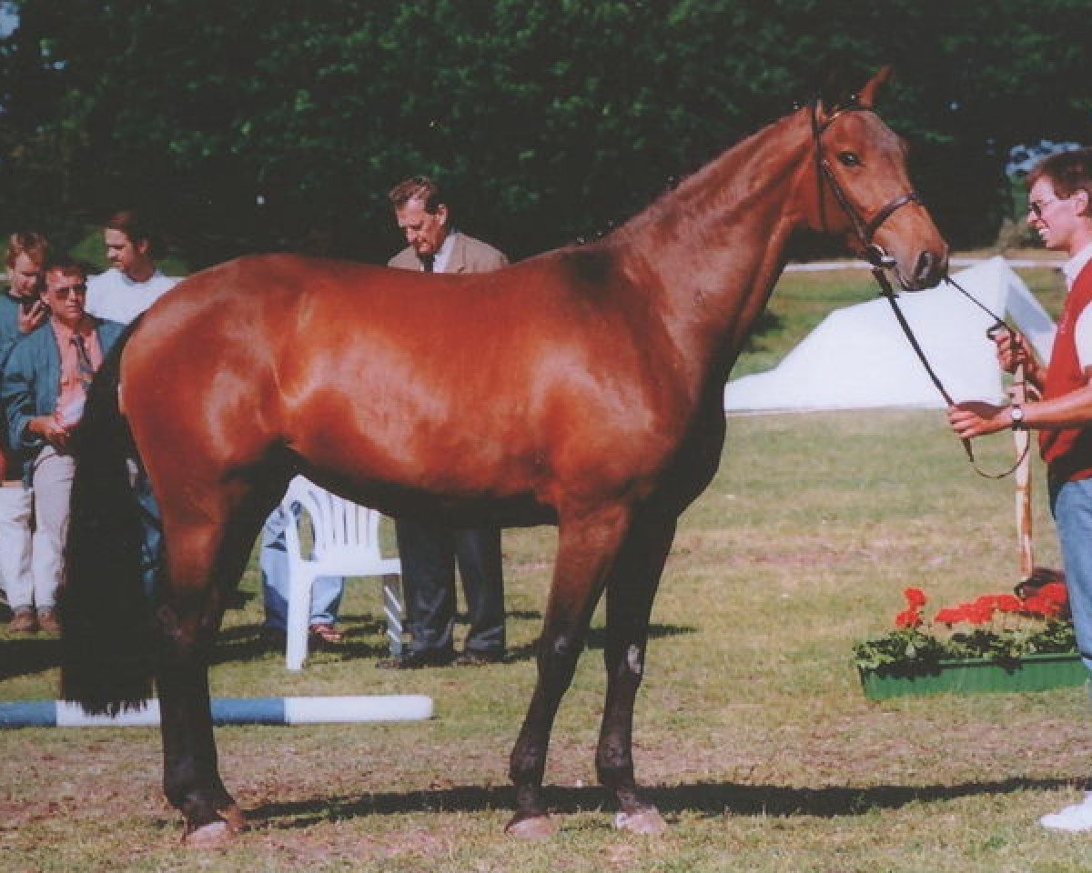 broodmare Irma la Douce 3 (Holsteiner, 1994, from Carthago)