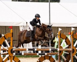 jumper Rocketman (New Forest Pony, 2010, from Roza's Savaneta)