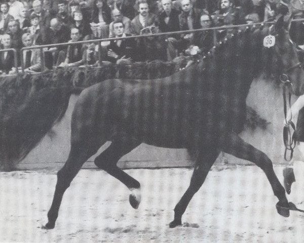 stallion Leonardo I (Holsteiner, 1979, from Lord)