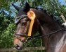 dressage horse Esplendor 4 (Hanoverian, 2016, from Earl)