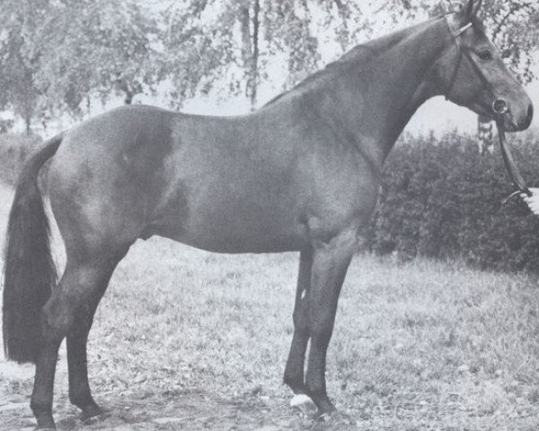 Deckhengst Fridericus (Holsteiner, 1974, von Farnese 3804)