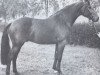 stallion Fridericus (Holsteiner, 1974, from Farnese 3804)