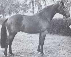 stallion Fridericus (Holsteiner, 1974, from Farnese 3804)