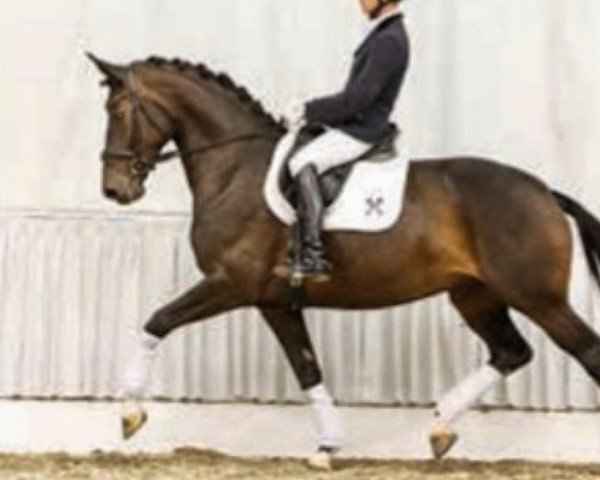 dressage horse Destiny 220 (Hanoverian, 2007, from Desperados FRH)