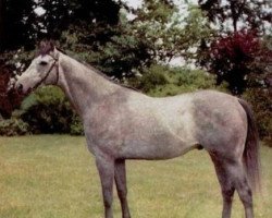 stallion Silver Shark xx (Thoroughbred, 1963, from Buisson Ardent xx)