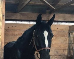 dressage horse Dundee 114 (Hanoverian, 2006, from Don Frederico)