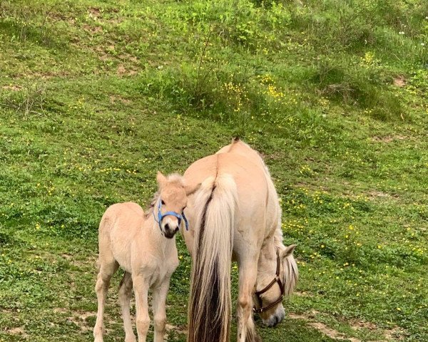 Pferd Kis Ora (Fjordpferd, 2022, von Ogi)