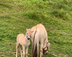 horse Kis Ora (Fjord Horse, 2022, from Ogi)