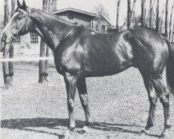 stallion Rushing Water xx (Thoroughbred, 1960, from Whistler xx)