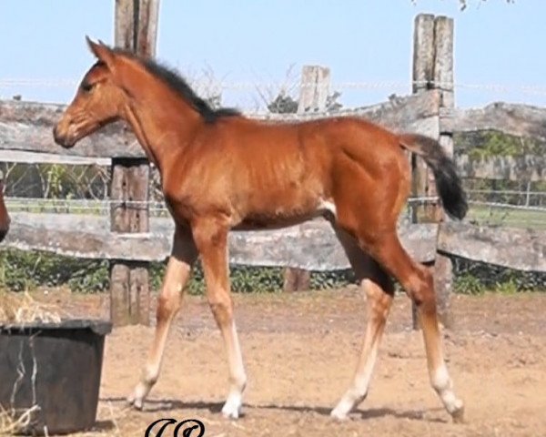 jumper Chacco's Bijou (Oldenburg show jumper, 2022, from Chacco's Son II)