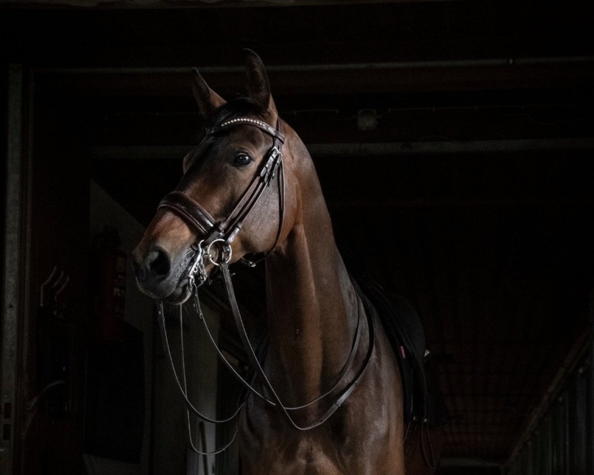 dressage horse Quäntchen Glück 7 (Hanoverian, 2009, from Quaterback)