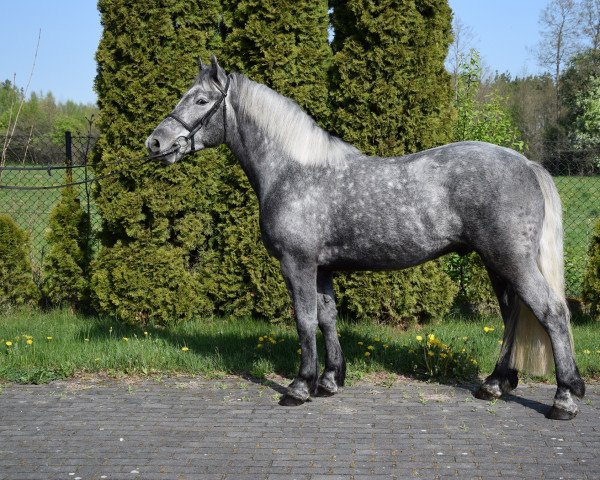horse Filon (Polish Heavy Draft, 2019)
