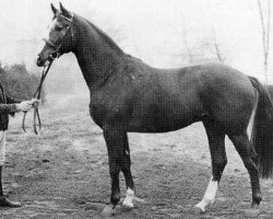 stallion Rolling Stone (Holsteiner, 1970, from Rushing Water xx)