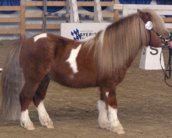 stallion Karlie (Shetland Pony, 1994, from Kadett)