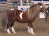 stallion Karlie (Shetland Pony, 1994, from Kadett)