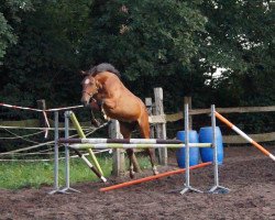 broodmare Ballerina (Oldenburg, 2007, from Elimcal xx)