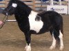 Dressurpferd Boy (Shetland Pony, 2003, von Holsteins Bonavista)