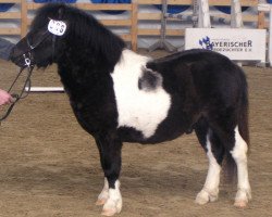 dressage horse Boy (Shetland Pony, 2003, from Holsteins Bonavista)