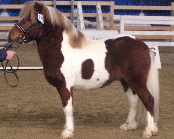 dressage horse Boomer (Shetland Pony, 2003, from Holsteins Bonavista)