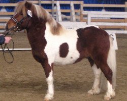 Dressurpferd Boomer (Shetland Pony, 2003, von Holsteins Bonavista)