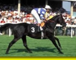 stallion Polar Falcon xx (Thoroughbred, 1987, from Nureyev xx)