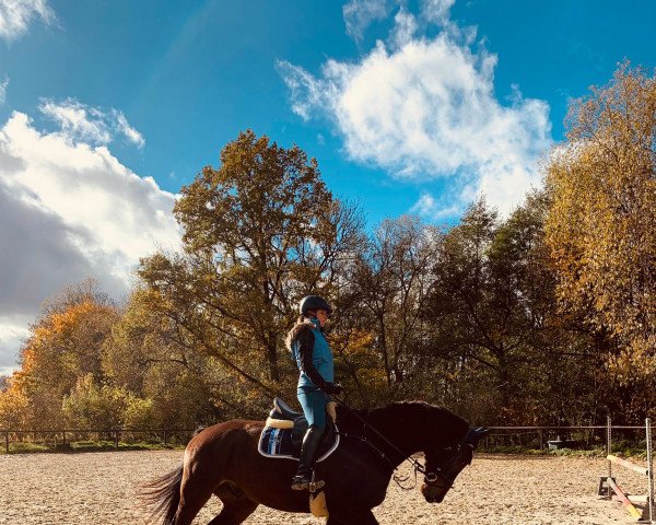 Springpferd Aliou le beau (Westfale, 2017, von A La Carte NRW)