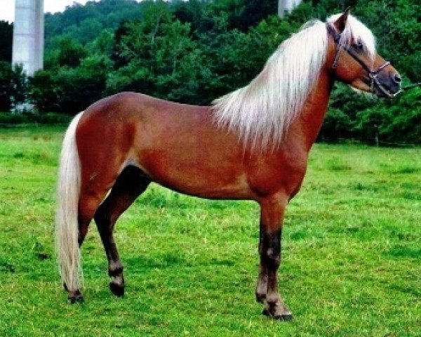 stallion Kronprinz (German Classic Pony, 2008, from KC Coyne Connection)