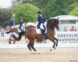 dressage horse Quaterboy (Oldenburg, 2010, from Quaterback)