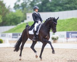 stallion Bonheur de La Vie (KWPN (Royal Dutch Sporthorse), 2012, from Bordeaux 28)