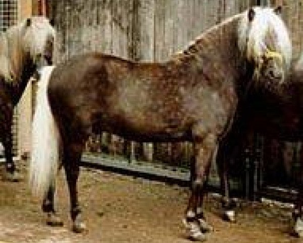 Deckhengst Juwel (Deutsches Classic Pony, 1985, von Julius Caesar)