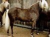 stallion Juwel (German Classic Pony, 1985, from Julius Caesar)