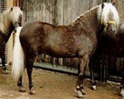 stallion Juwel (German Classic Pony, 1985, from Julius Caesar)