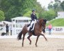 dressage horse Valencia As (Westphalian, 2011, from Vitalis)