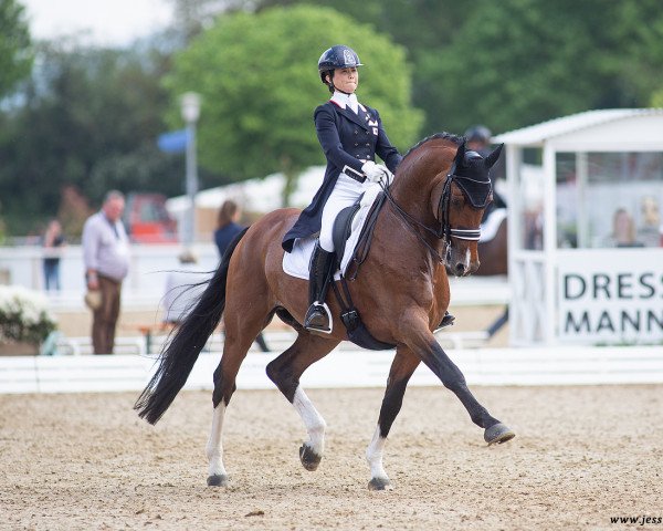 stallion Amandori (German Sport Horse, 2011, from Ampère)