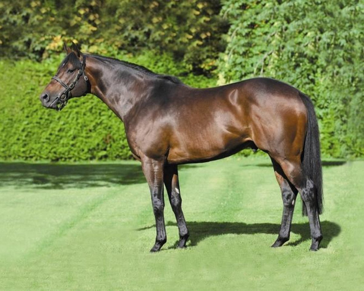 stallion Amadeus Wolf xx (Thoroughbred, 2003, from Mozart xx)