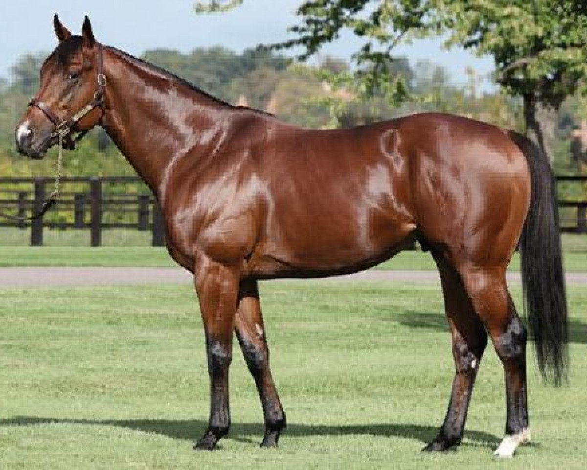 stallion Siyouni xx (Thoroughbred, 2007, from Pivotal xx)