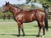 stallion Siyouni xx (Thoroughbred, 2007, from Pivotal xx)