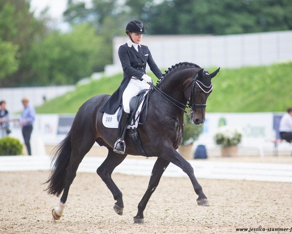 stallion Harmony's Eclectisch (KWPN (Royal Dutch Sporthorse), 2009, from Zenon)