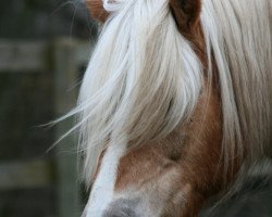 horse Atax (Haflinger, 1993, from Atif)