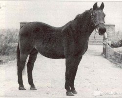 broodmare Viola B (KWPN (Royal Dutch Sporthorse), 1965, from Farn)