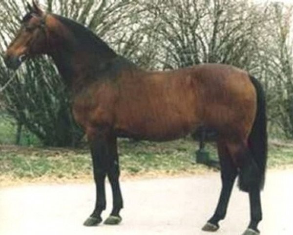 stallion Topas (Dutch Warmblood, 1977, from Marco Polo)