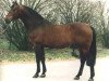 stallion Topas (Dutch Warmblood, 1977, from Marco Polo)