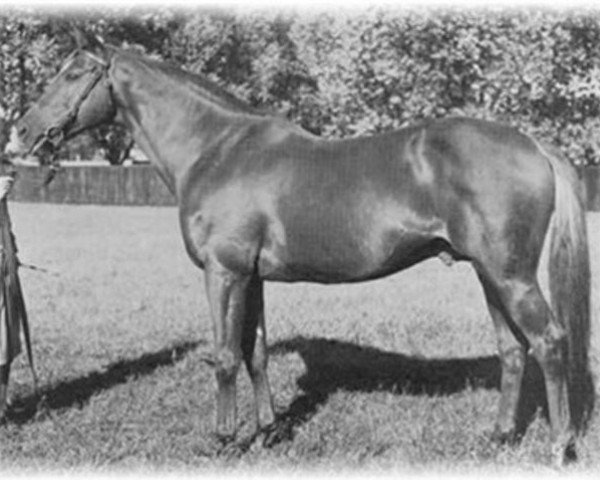 stallion Worden xx (Thoroughbred, 1949, from Wild Risk xx)