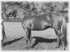 stallion Worden xx (Thoroughbred, 1949, from Wild Risk xx)