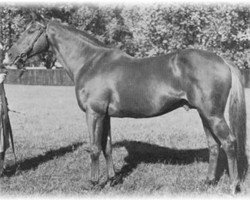 stallion Worden xx (Thoroughbred, 1949, from Wild Risk xx)