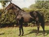 stallion Behistoun xx (Thoroughbred, 1963, from O'Grady xx)