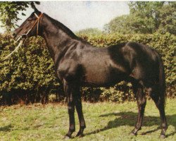 stallion Behistoun xx (Thoroughbred, 1963, from O'Grady xx)