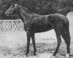 stallion Raut xx (Thoroughbred, 1976, from Behistoun xx)